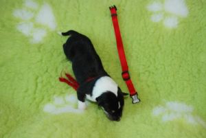 0_female 301 gramm 9.10 h