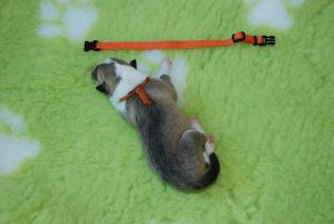 1_female 326 gramm 9.45 h