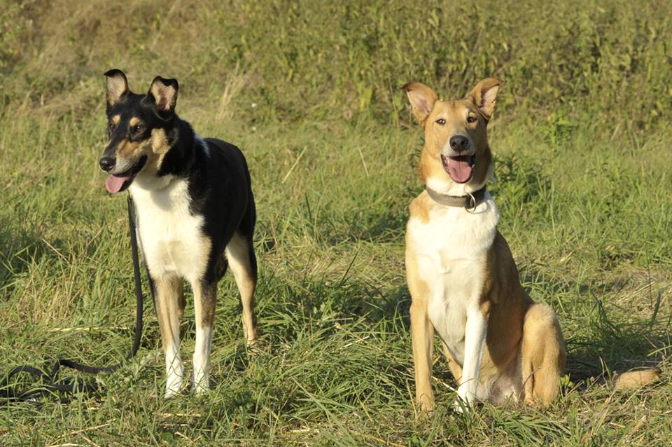 20.3.14 - Quasi Decktag