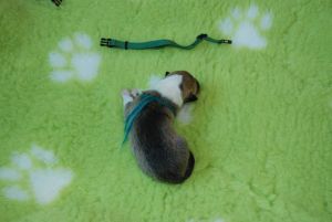 3_male 344 gramm 10.14 h