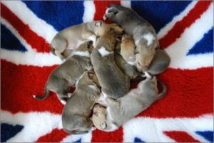 4.6.14 - A-Wurf alle