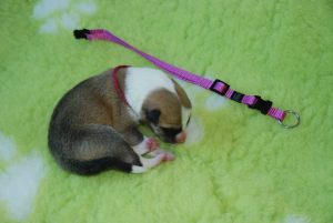 5_female 305 gramm 11.08 h