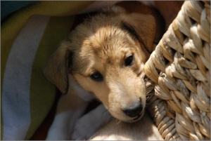 6pennyvornedrauf_480