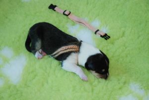 7_male 328 gramm 13.23 h