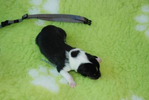 8_male 315 gramm 13.42 h