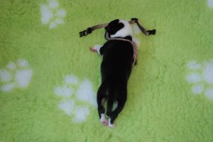 9_male 409 gramm 14.56 h