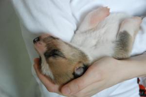 AN Born to be Gorgeous