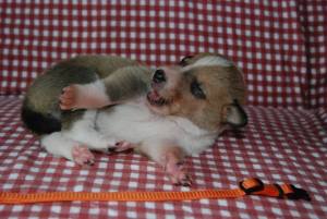 AN Born to be Gorgeous