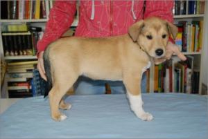 Asa Nanica A Penny from Heaven- MDR1 +:+