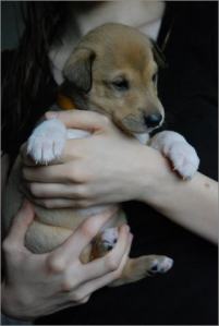 Asa Nanica A Penny from Heaven