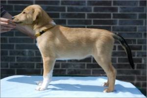 Asa Nanica A Penny from Heaven