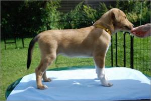 Asa Nanica A Penny from Heaven