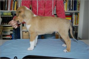 Asa Nanica Adorable Aprilmoon- MDR1 +:-