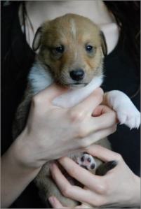 Asa Nanica Adorable Aprilmoon