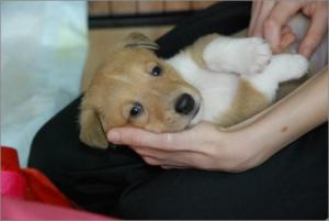 Asa Nanica Adorable Aprilmoon