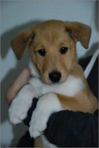 Asa Nanica Adorable Aprilmoon