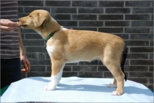 Asa Nanica Adorable Aprilmoon