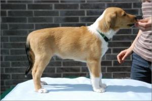 Asa Nanica Adorable Aprilmoon