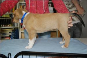 Asa Nanica Agent Anthony- MDR1 +:+