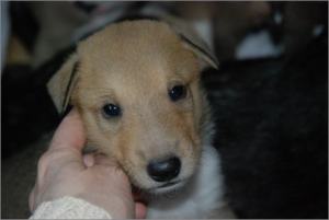 Asa Nanica Agent Anthony