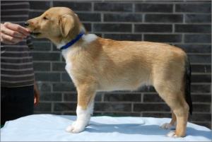 Asa Nanica Agent Anthony