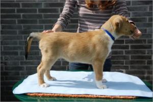 Asa Nanica Agent Anthony