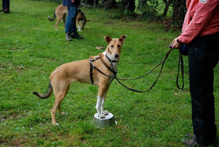 Asa Nanica Alpha Giulia - Jule Click Training