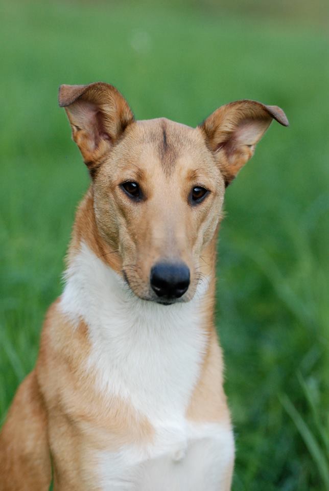 Asa Nanica Alpha Giulia - Jule Portrait 2