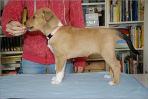 Asa Nanica Alpha Giulia- MDR1 +:+