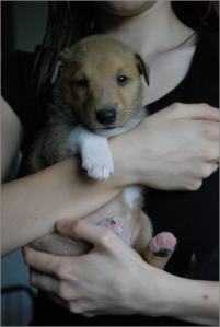 Asa Nanica Alpha Giulia