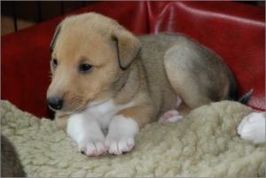 Asa Nanica Alpha Giulia