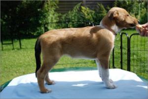 Asa Nanica Alpha Giulia