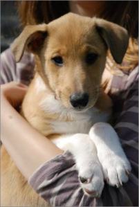 Asa Nanica Alpha Giulia