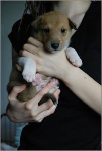 Asa Nanica Amazing Amadeus