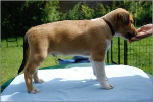 Asa Nanica Amazing Amadeus