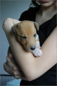 Asa Nanica Ambassador of Heart