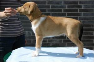 Asa Nanica Ambassador of Heart