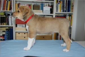 Asa Nanica Ancient Amber- MDR1 +:-