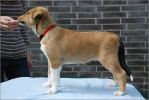 Asa Nanica Ancient Amber