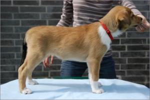 Asa Nanica Ancient Amber