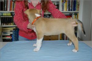 Asa Nanica Angel in Disguise- MDR1 +:+