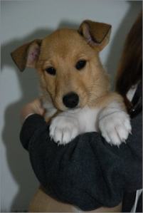 Asa Nanica Angel in Disguise