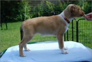 Asa Nanica Angel in Disguise