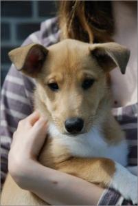 Asa Nanica Angel in Disguise