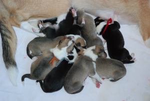 _Asa Nanica B-Wurf 27.10.2015