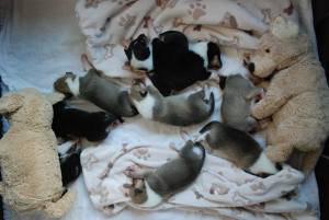 Asa Nanica B-Wurf, 2 1/2 Wochen alt