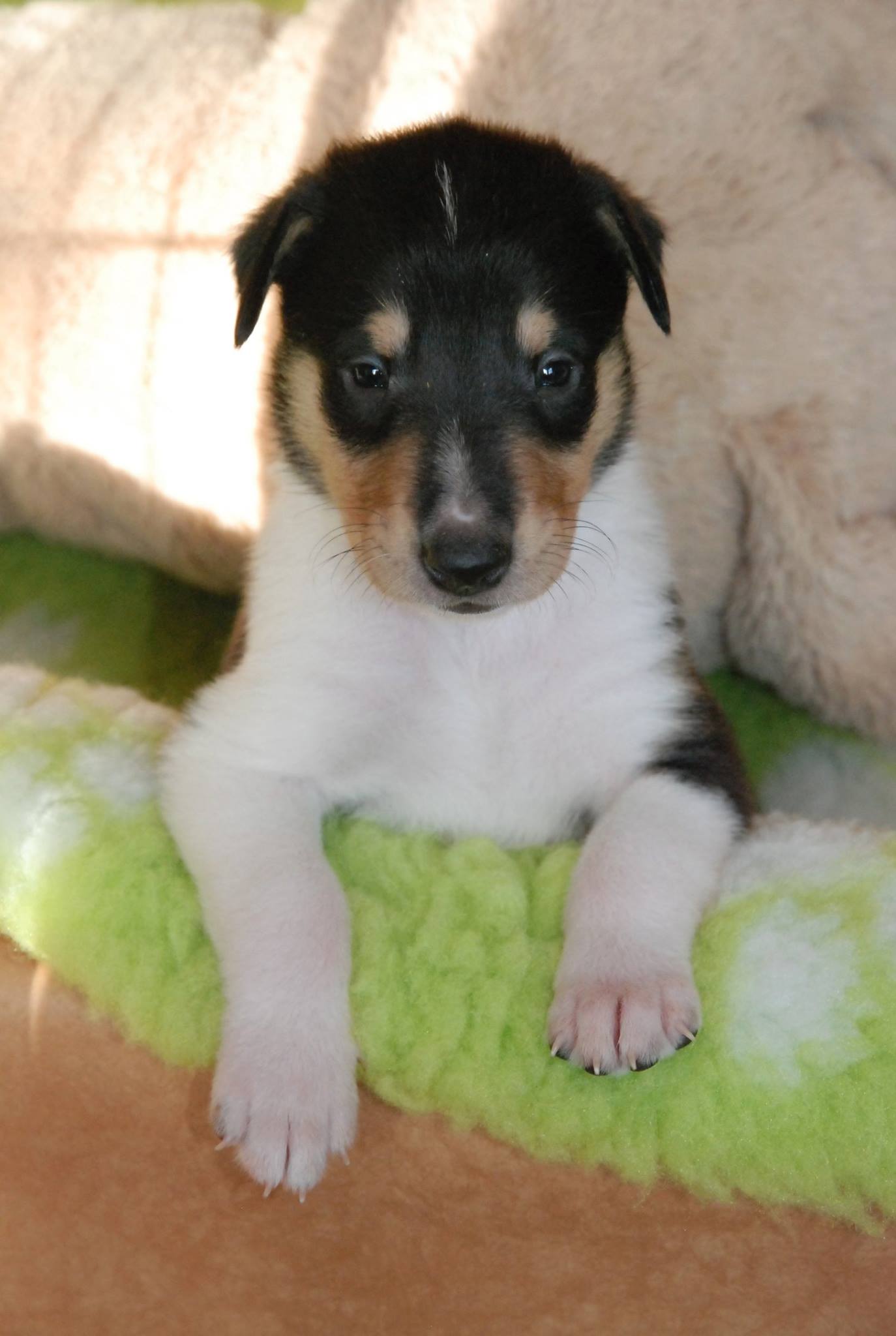 Asa Nanica Back to Future