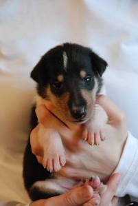 Asa Nanica Baltic Boatsman