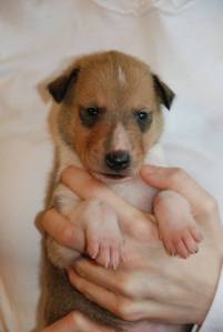 Asa Nanica Basically Buddha