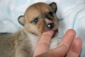 Asa Nanica Best Friend Ever öffnet ihre Augen zum ersten Mal